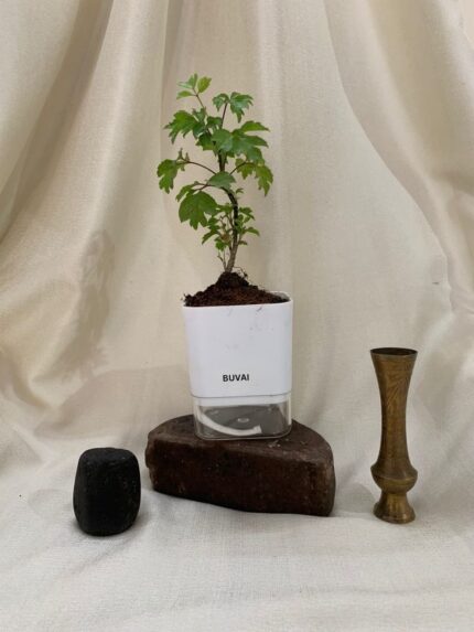 Aralia Green Plant With Self Watering Pot
