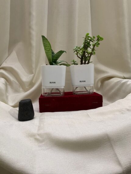 Lucky Jade Plant with Snake Plant