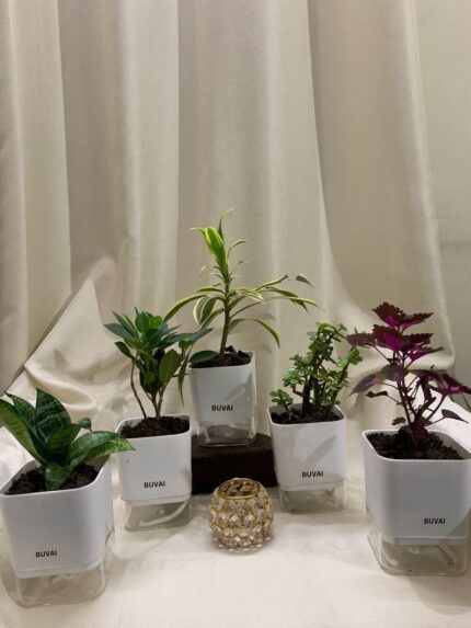 Zamia Green - ZZ Plant With Self Watering Pot