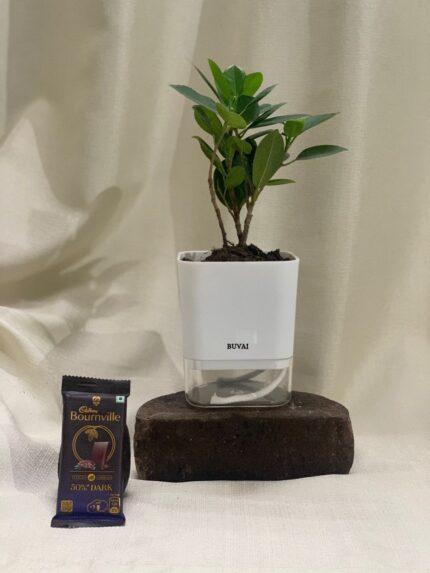 Spider Plant With Self Watering Pot